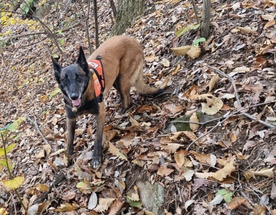 본문 이미지 - 인명구조견 태공(경기도북부소방재난본부 제공)/뉴스1