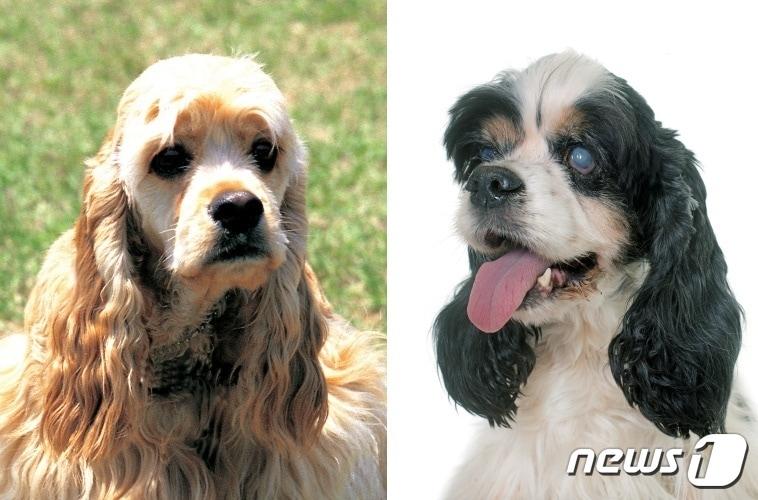 본문 이미지 - 정상적인 눈을 가진 코커스패니얼(왼쪽)과 시력을 상실한 상태의 코커스패니얼(사진 이미지투데이) ⓒ 뉴스1