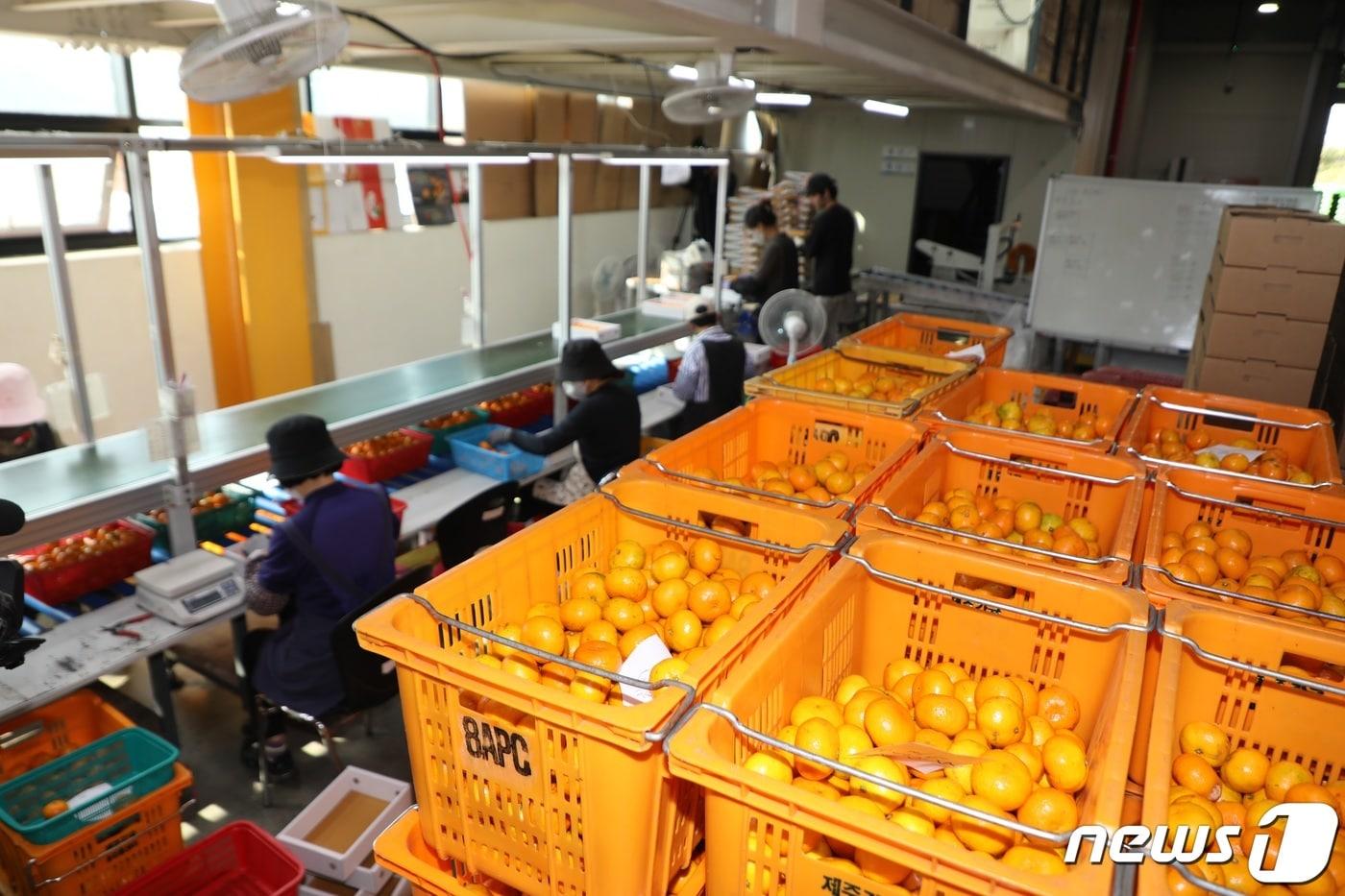 제주감귤 선과장&#40;자료사진&#41;/뉴스1