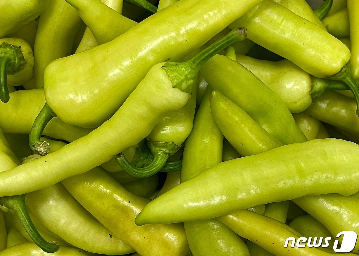 본문 이미지 - 한국식품산업클러스터진흥원은 '국산 당조고추 건조분말'이 식품의약품안전처로부터 기능성원료로 인정받았다고 27일 밝혔다.(식품진흥원 제공)2023.10.27/뉴스1