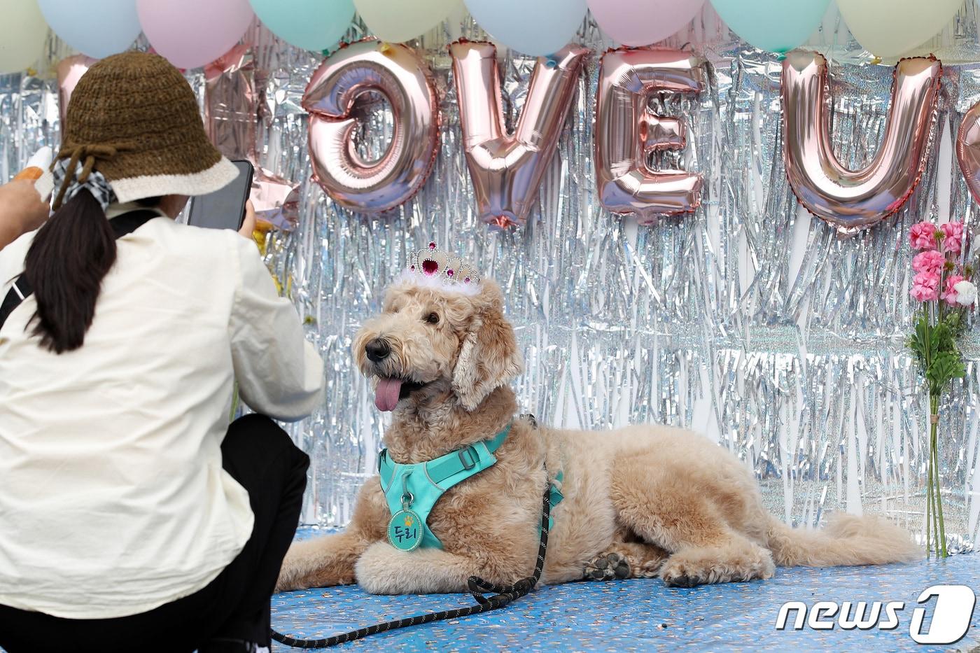 3일 오후 대구 북구 경북대에서 열린 '2023 경북대학교 반려동물 한마당'에 참여한 시민이 포토존 앞에서 반려견 사진을 찍고 있다.(이 사진은 기사 내용과 관련이 없음) 2023.10.3/뉴스1 ⓒ News1 공정식 기자