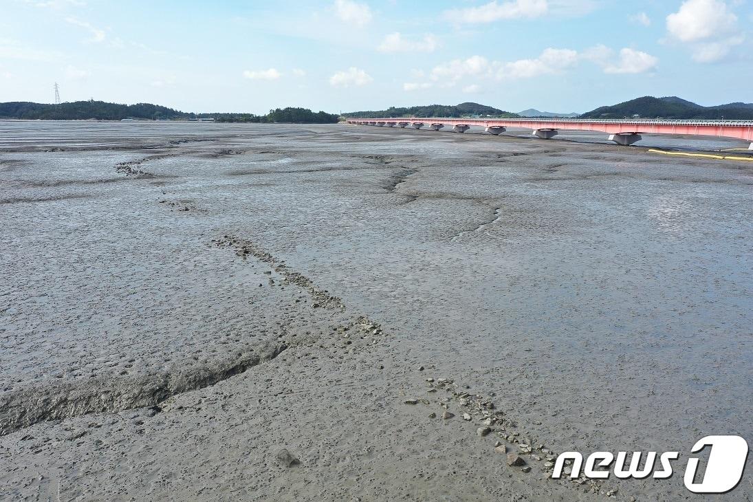 본문 이미지 - 암태도와 추포도를 잇는 갯벌, 해수유통에 따라 과퇴적된 갯벌이 침식되어 과거 선조들의 노둣길이 드러나기 시작한 모습 (신안군 제공)/뉴스1 