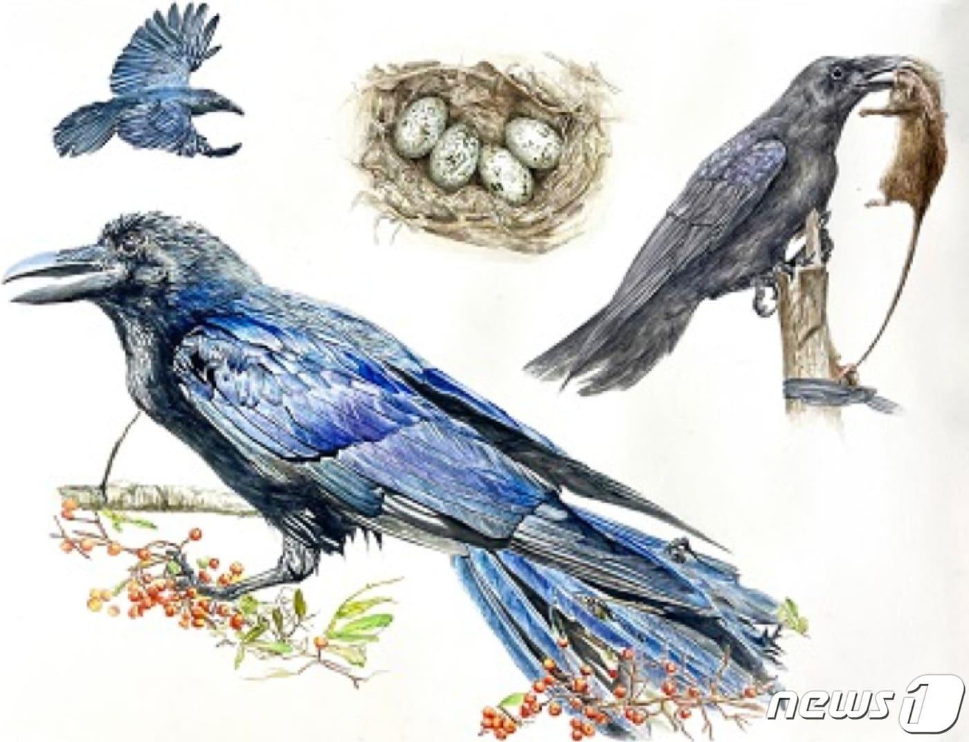 본문 이미지 - 중학생부 신예나씨의 '반전매력 까마귀'(환경부 제공) ⓒ 뉴스1