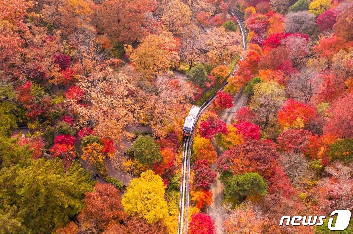 본문 이미지 - 가을 울긋불긋한 단풍으로 물든 화담숲(화담숲 제공)