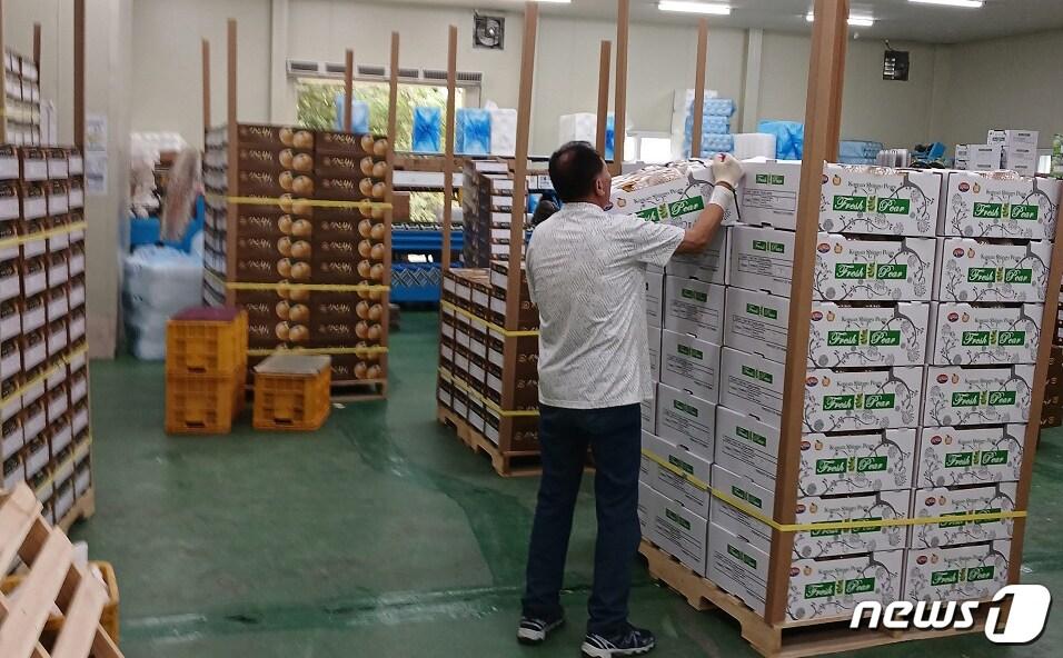 본문 이미지 - 신안배영농조합법인은 최근 2023년산 신안배 첫 출하를 위해 상품 검수와 포장을 하고 있다. (신안군 제공)/뉴스1 