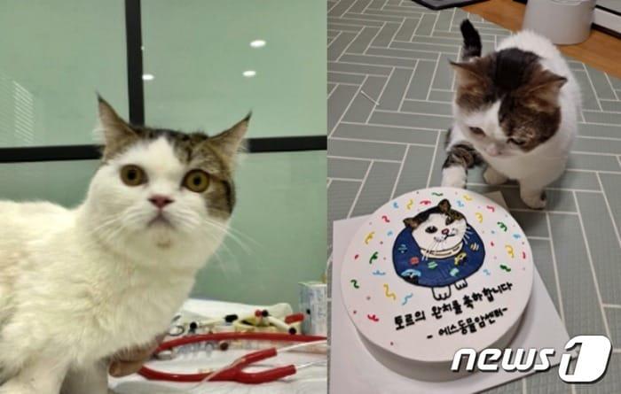 본문 이미지 - 림프종 치료 받고 회복한 고양이(에스동물암센터 제공) ⓒ 뉴스1