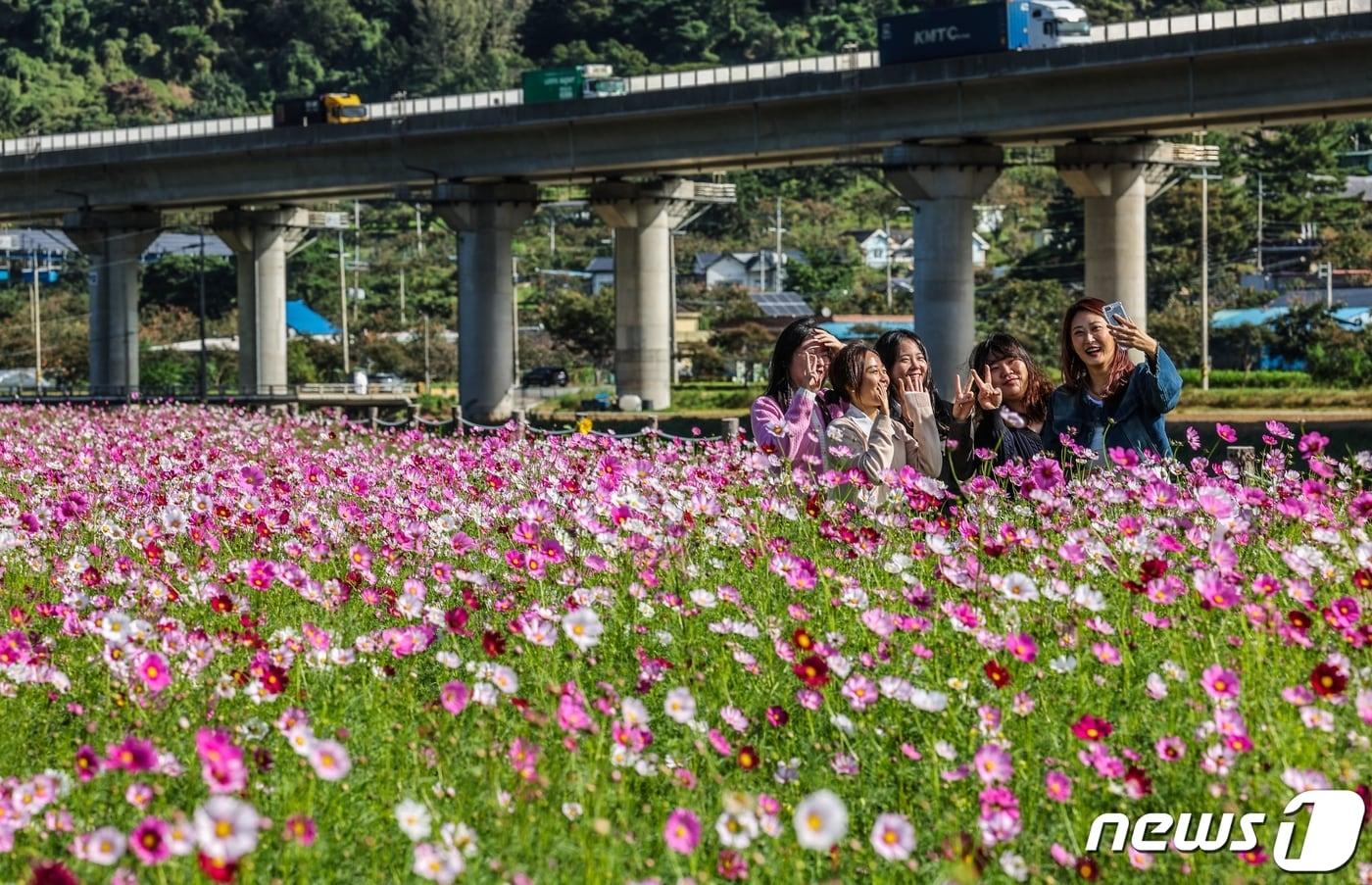 본문 이미지 - 6일 경북 청도군 청도읍 신도리 새마을운동발상지 기념관 맞은편 하천변에 가을의 전령 코스모스가 만개하자 지나가던 관광객들이 기념사진을 찍으며 추억을 만들고 있다. (청도군 제공) 2023.10.6/뉴스1 ⓒ News1 정우용 기자