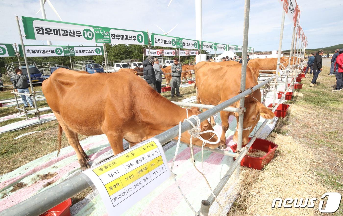 본문 이미지 - 제주 한·흑우 경진대회.(뉴스1 DB) ⓒ 뉴스1 