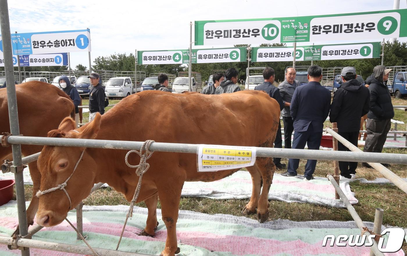 본문 이미지 -  제주 한·흑우 경진대회(자료사진)/뉴스1
