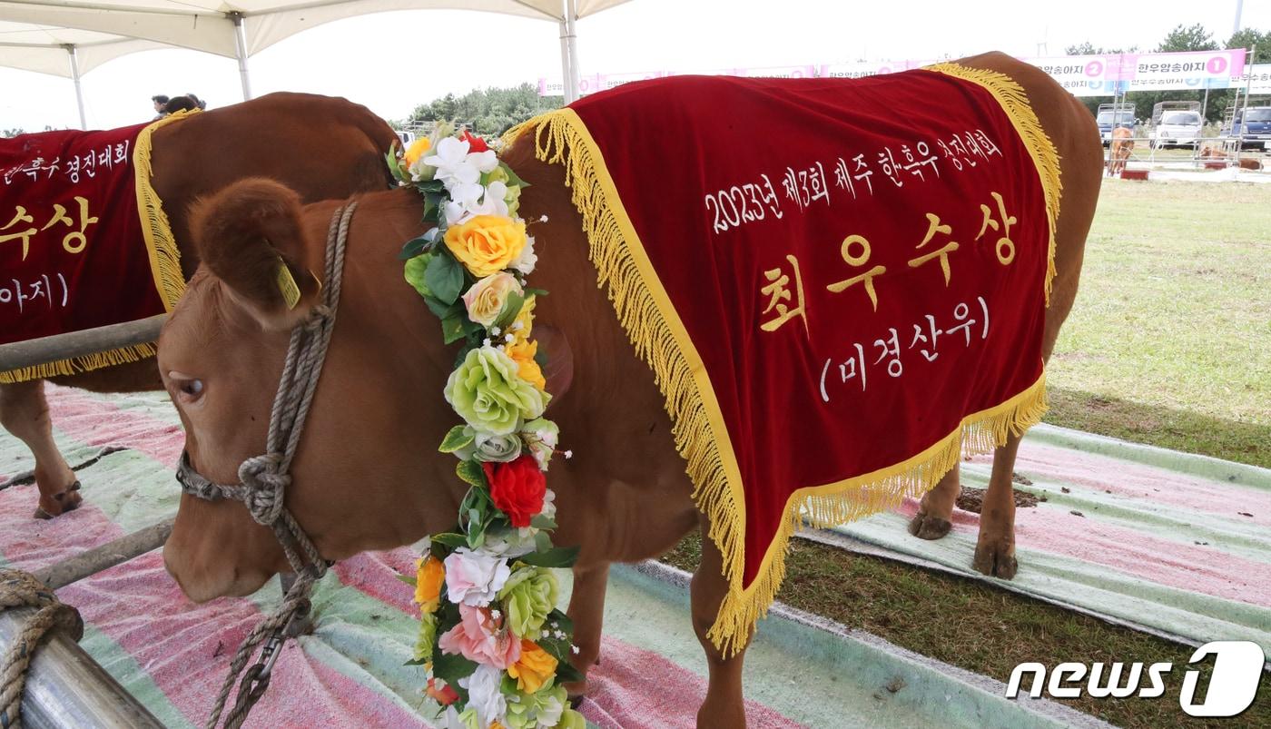 6일 제주 서귀포시 표선면 조랑말체험공원에서 열린 제3회 제주 한·흑우 경진대회에서 각 부문 외모심사에서 최우수상을 수상한 한우들이 꽃목걸이를 걸고 있다.  &#40;사진은 기사 내용과 무관함&#41; / 뉴스1 ⓒ News1 