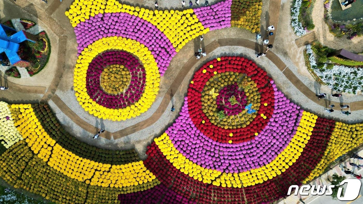 본문 이미지 - 지난 7일 강원 인제군 용대관광지 일대서 열리고 있는 가을꽃 축제장에 꽃이 만개해 있다.(인제군 제공) 2023.10.8/뉴스1 ⓒ News1