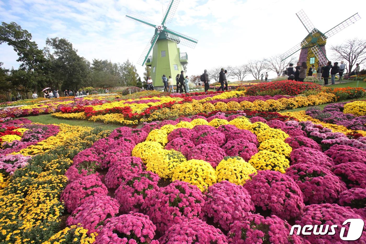 본문 이미지 - 9일 오전 순천만국제정원박람회장 네덜란드 정원을 찾은 관람객들이 파란 가을하늘아래 국화꽃을 만끽하고 있다. 2023.10.9 /뉴스1 ⓒ News1 김태성 기자