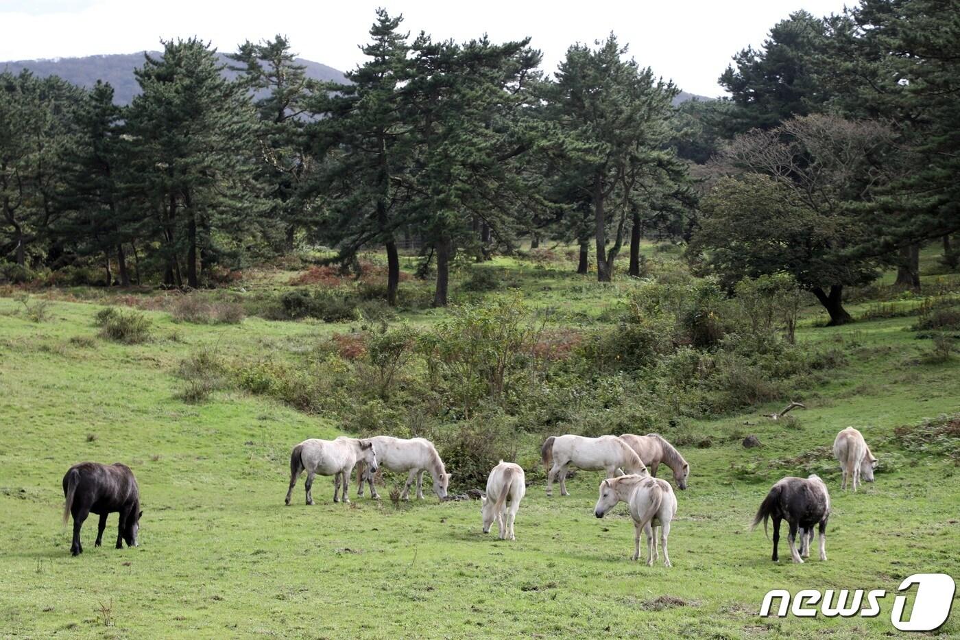 제주마(자료사진)/뉴스1