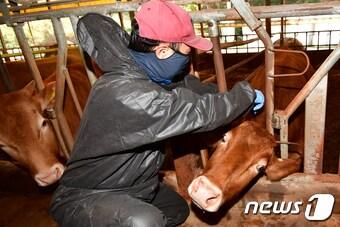 본문 이미지 - &#40;럼피스킨병 백신 접종 참고사진&#41;.023.11.1/뉴스1 ⓒ News1 최창호 기자