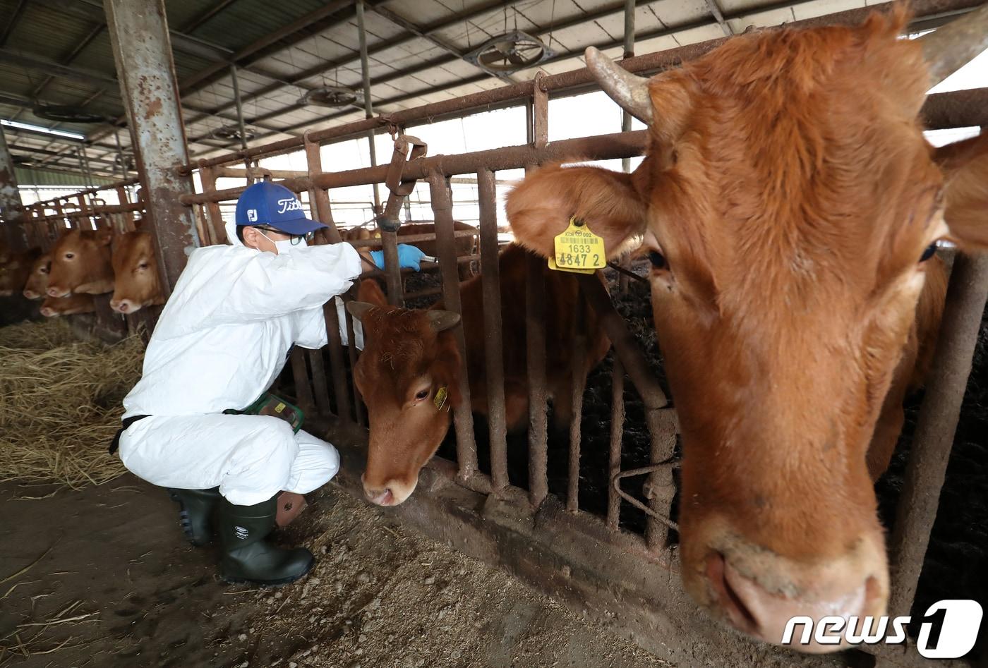 럼피스킨병 백신접종.&#40;뉴스1 DB&#41;ⓒ News1 윤일지 기자