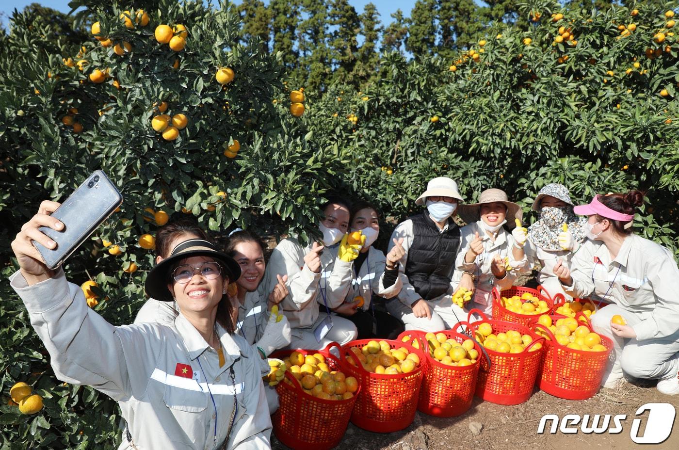 제주 서귀포시 남원읍 위미리의 한 감귤밭에서 제주 첫 외국인 공공형 계절근로자인 베트남인들이 현장실습 교육 후 기념촬영을 하고 있다. 2023.11.1/뉴스1 ⓒ News1 오미란 기자