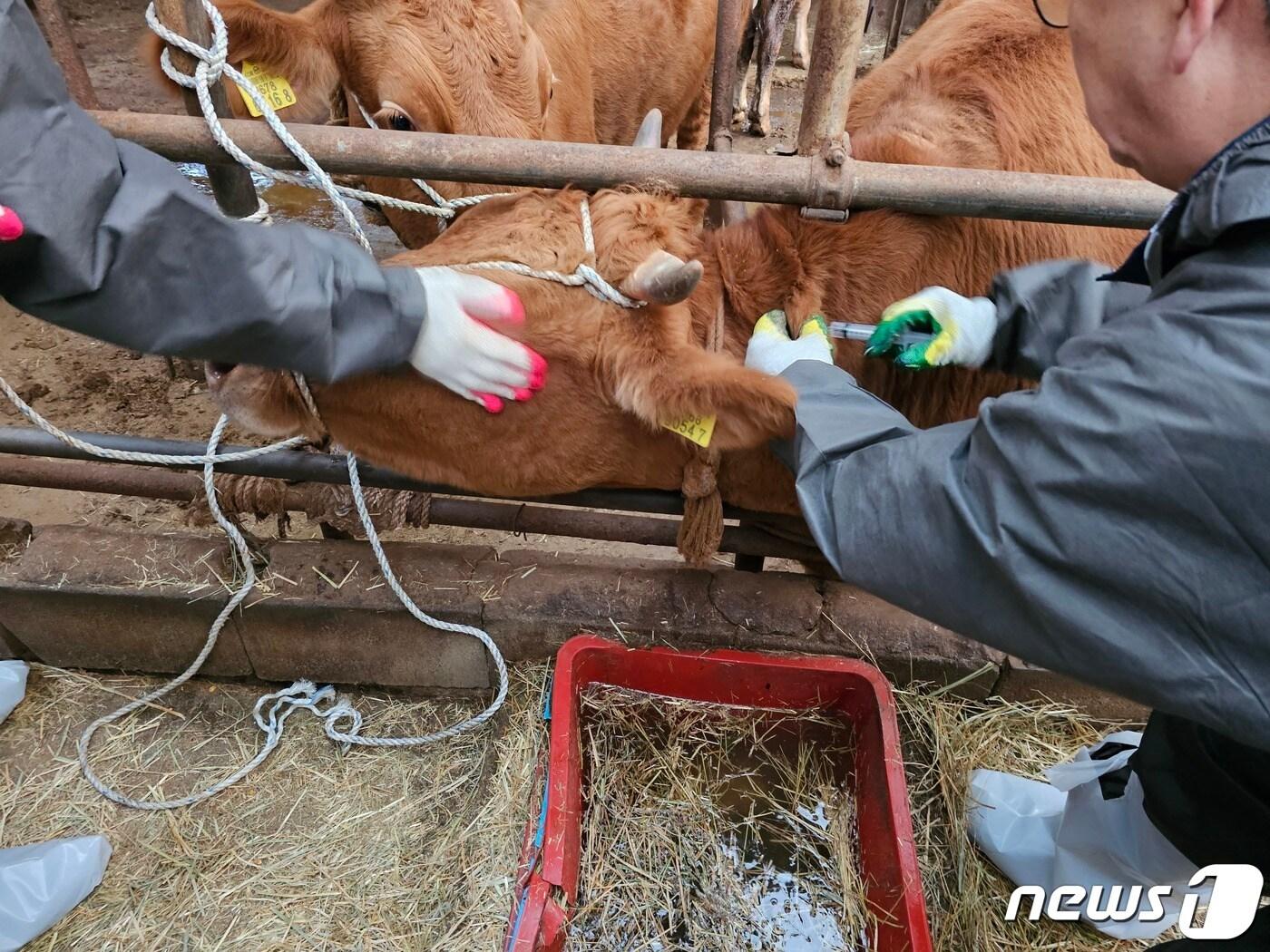 본문 이미지 - 속초시 럼피스킨병 차단 긴급 백신접종.&#40;속초시 제공&#41; 2023.11.1/뉴스1