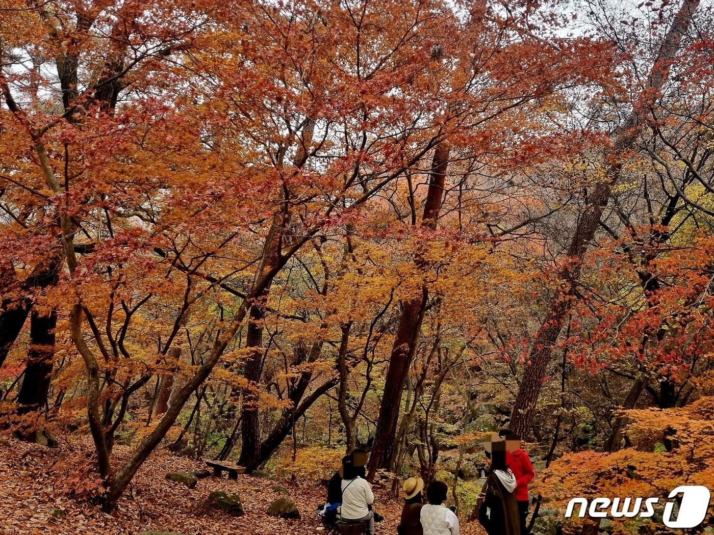 본문 이미지 -  1일 경기 양평군 용문면 용문산이 울긋불긋 단풍으로 물들어 있다. 2023.11.01./뉴스1 양희문 기자
