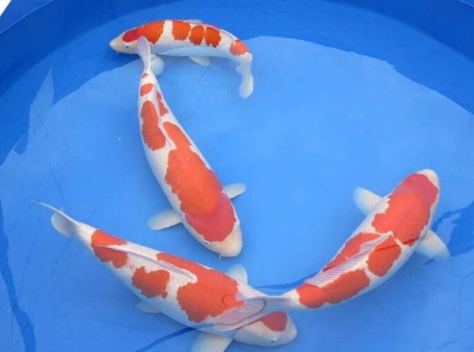 본문 이미지 - 일본산 비단 잉어. 10일 현지 매체 갈무리