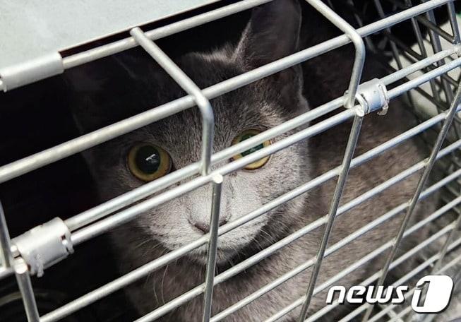 본문 이미지 - 고양이(길냥이와 동고동락 제공) ⓒ 뉴스1