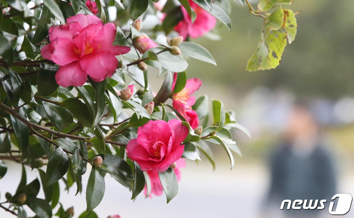 본문 이미지 - 제주 동백꽃(자료사진)/뉴스1