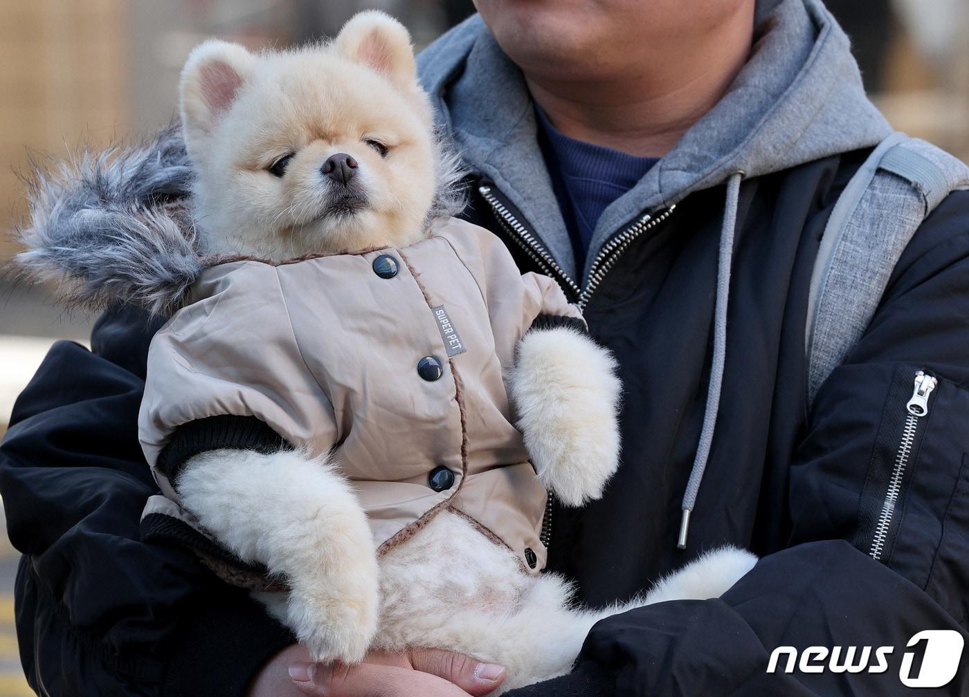 본문 이미지 - 점퍼를 입은 강아지가 주인 품에 안겨 있다. ⓒ News1 장수영 기자