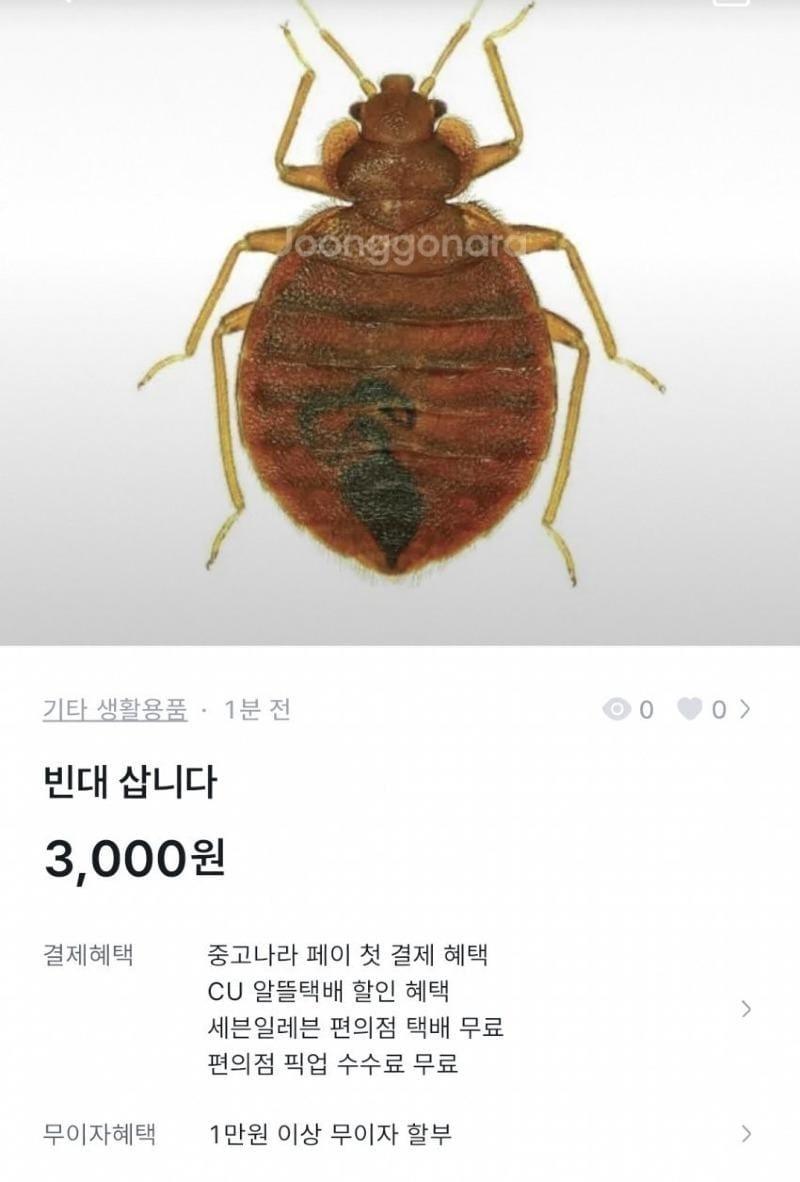 본문 이미지 - (커뮤니티 갈무리)