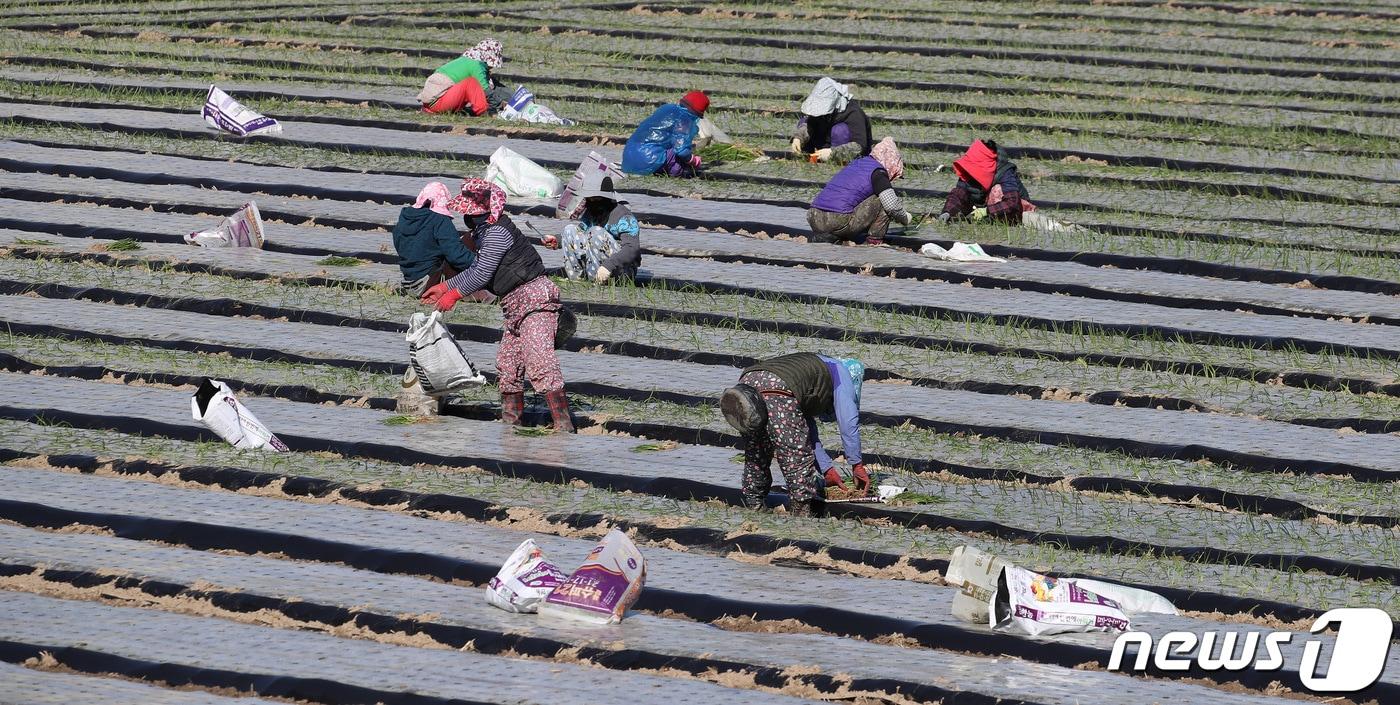 본문 이미지 - 초겨울 매서운 한파가 찾아온 13일 오전 경북 고령군 개진면 들녘에서 농민들이 추위도 잊은 채 양파 모종 심기가 한창이다. 2023.11.13/뉴스1 ⓒ News1 공정식 기자