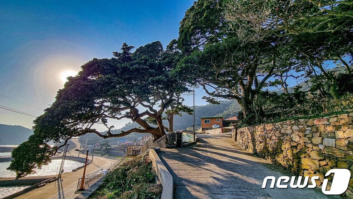 본문 이미지 - 신안군 흑산도 심리 마을 당산림 전경 (신안군 제공)/뉴스1 