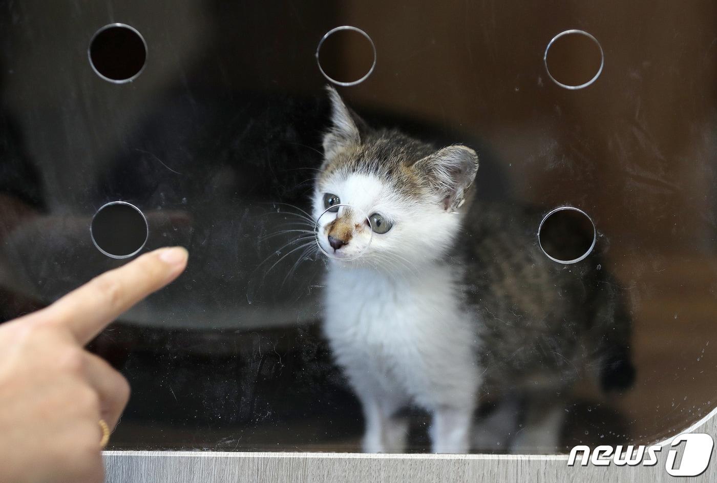 2026년 충남 청양과 논산에 동물보호센터가 설치된다. /뉴스1 ⓒNews1 박세연 기자
