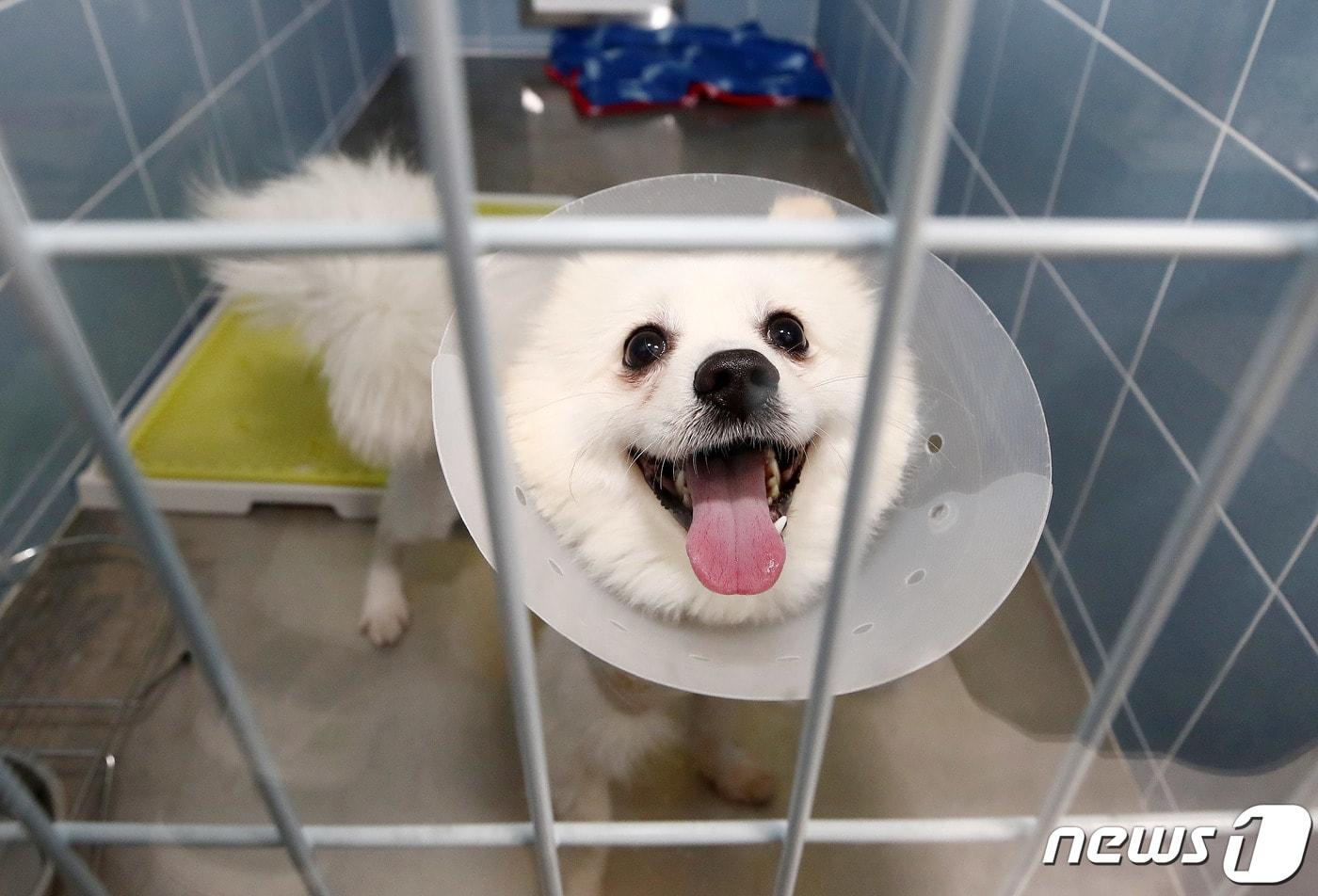 13일 개소식을 갖고 운영을 시작한 서울 동대문구 ‘서울동물복지지원센터 동대문’에서 한 유기견이 대형견 보호실에서 휴식을 취하고 있다. 서울시는 유기동물 입양과 건강한 반려 문화 확산을 이끌 서울동물복지지원센터 동대문을 이날 개소했다고 밝혔다. 2023.11.13/뉴스1 ⓒ News1 박세연 기자