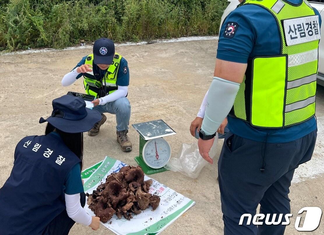 본문 이미지 - 북부지방산림청이 최근 경기와 강원 영서지역에서 산림 불법행위 단속을 벌였다. (북부지방산림청 제공) 2023.11.13/뉴스1