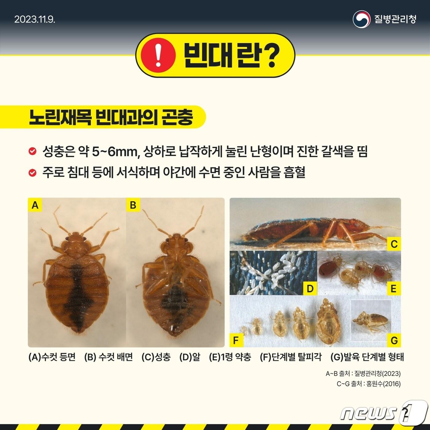 본문 이미지 - 빈대.(수원시 제공)