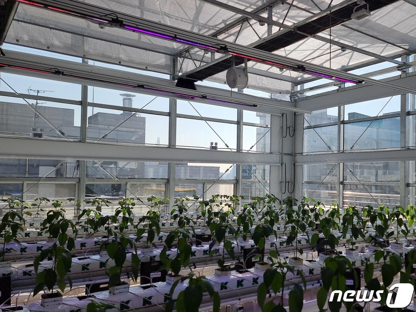 본문 이미지 - 한국기계연구원이 서울 성동구 평화빌딩 옥상에 구축한 스마트 온실 2023.11.15 ⓒ 뉴스1 김승준 기