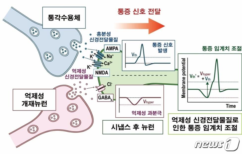 본문 이미지 - 흥분성 및 억제성 신경전달물질로 인한 통각수용체의 동작 모식도.(KAIST 제공)/뉴스1
