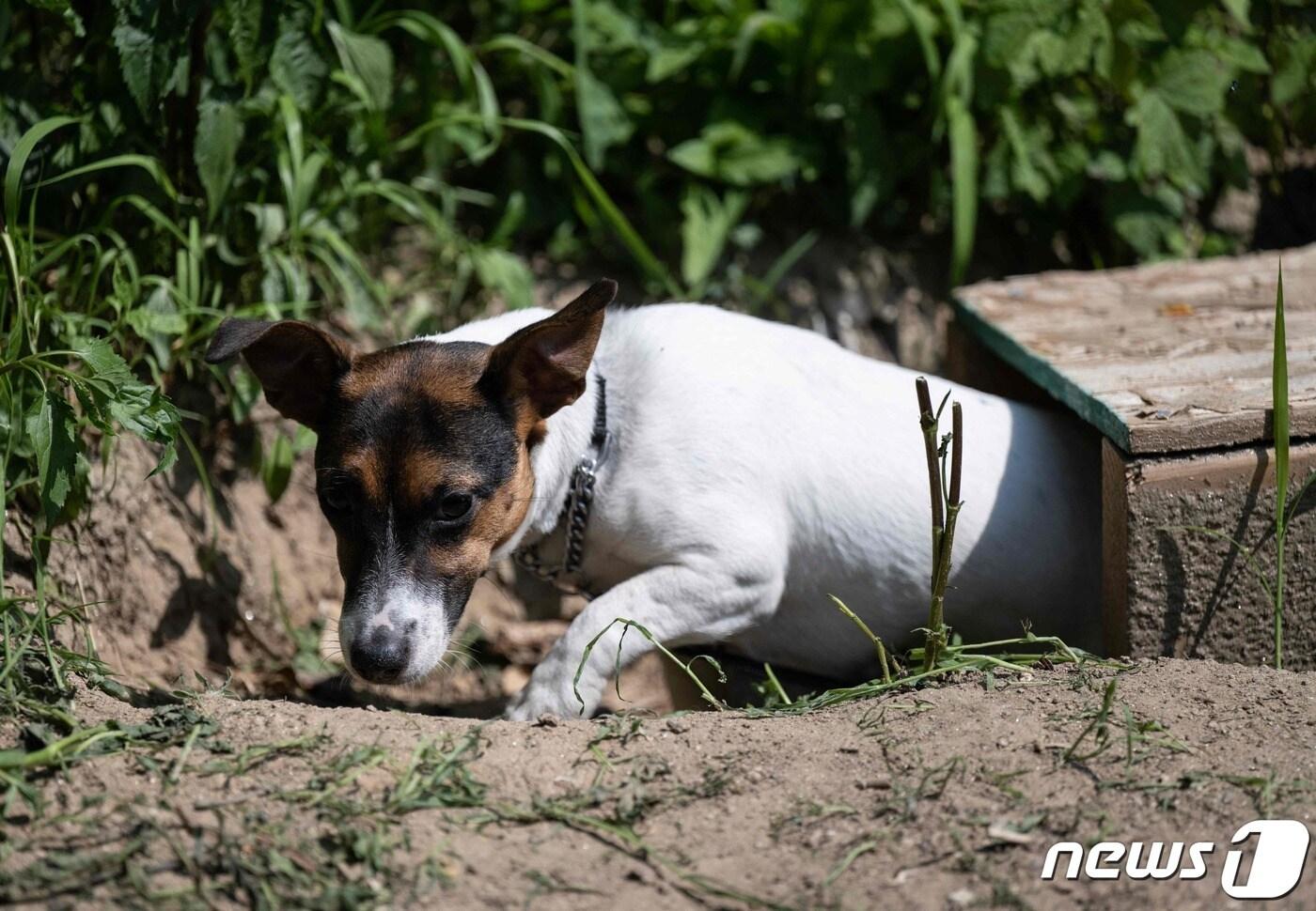 본문 이미지 - 쥐 잡는 훈련 중인 잭 러셀 테리어. <기사 내용과는 무관> ⓒ AFP=뉴스1 ⓒ News1 정지윤 기자