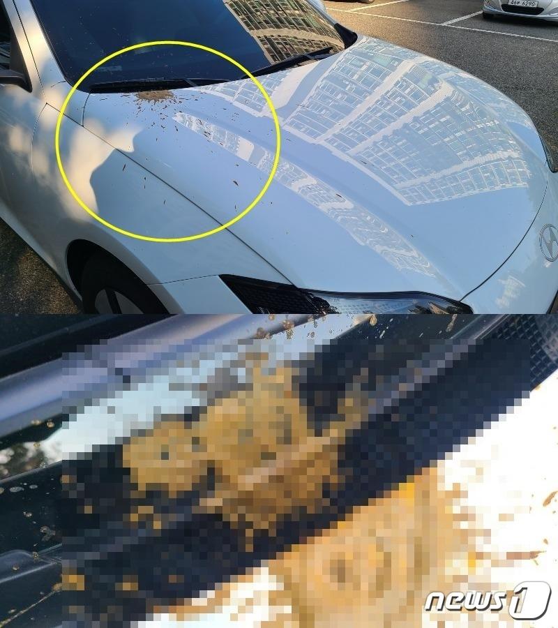 본문 이미지 - 차량 보닛과 앞 유리에 변으로 추정되는 이물질이 흩뿌려진 모습. (보배드림 갈무리)