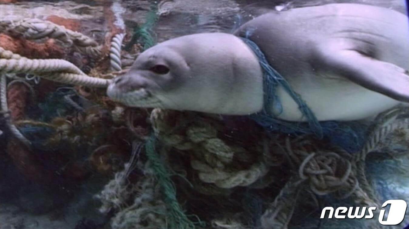 본문 이미지 - 다큐멘터리 '플라스틱, 바다를 삼키다'의 한 장면. (뉴스1DB) ⓒ 뉴스1