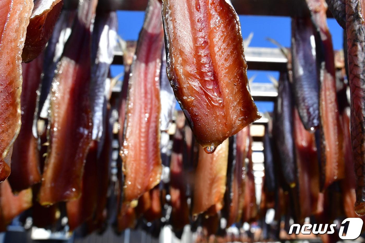 포항 구룡포 과메기 덕장, &#40;뉴스 1자료&#41; ⓒ News1 최창호 기자