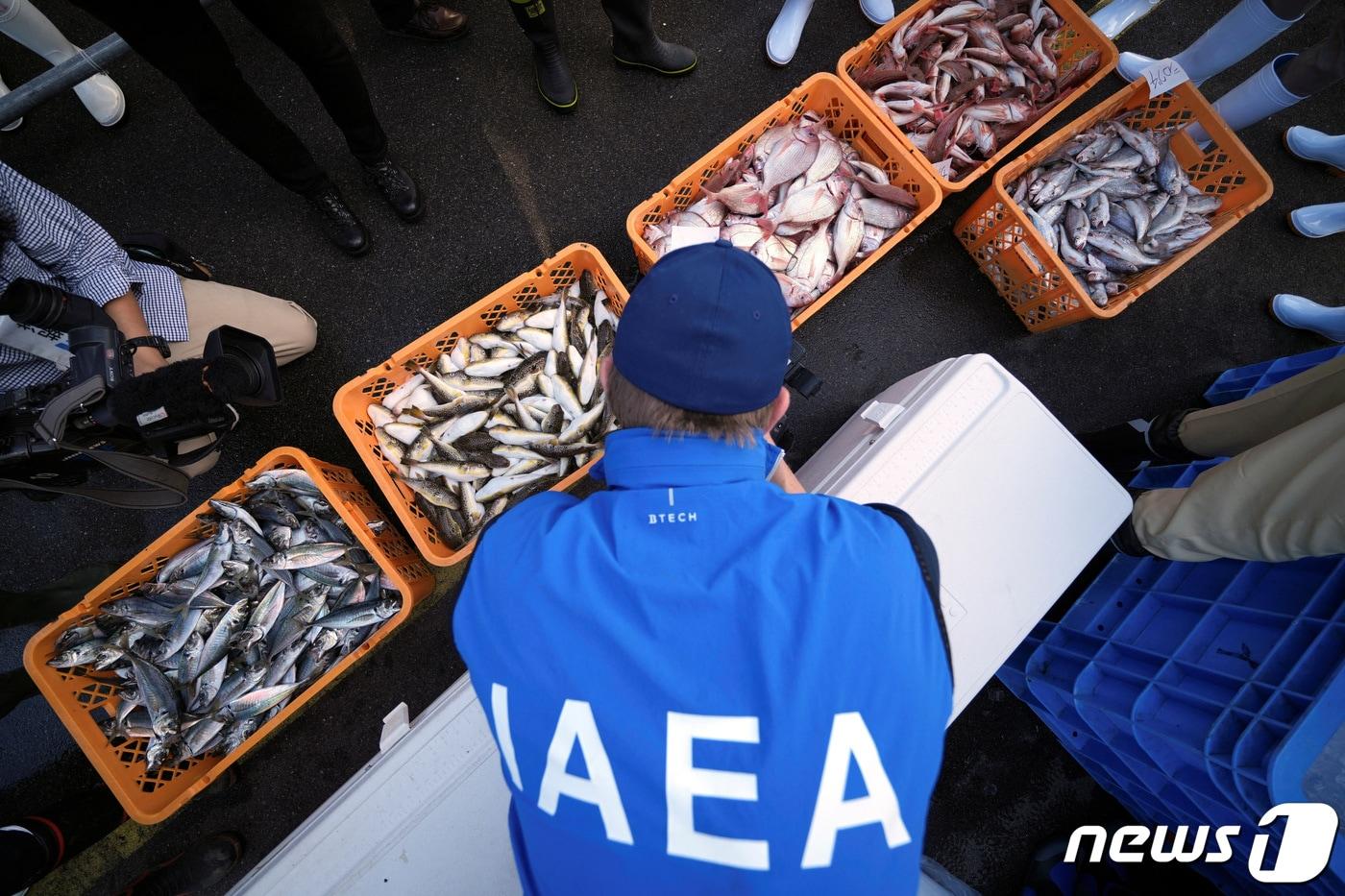 본문 이미지 - 지난 10월19일 국제원자력기구(IAEA)의 전문가 팀의 한 일원이 일본 이와키 지역의 히사노하마항에서 연안 물고기들을 살펴보고 있다. 2023.10.19 ⓒ 로이터=뉴스1