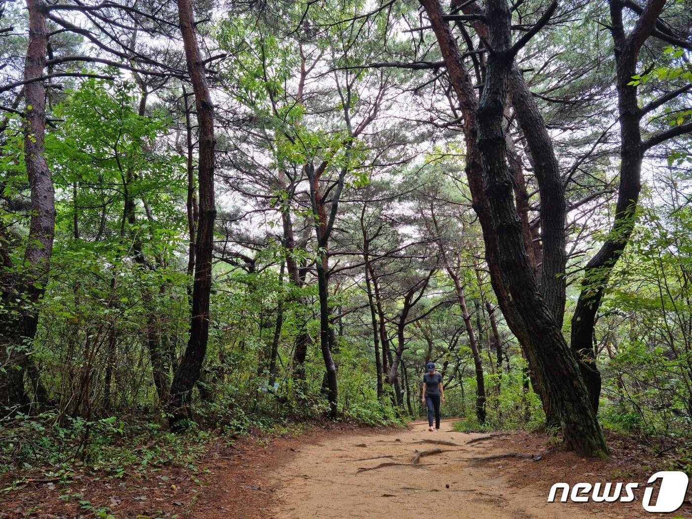 본문 이미지 - 울산 북구는. 신천동 신천공원 송림 일원에 맨발산책로를 조성한다고  2일 밝혔다. &#40;울산북구청제공&#41;