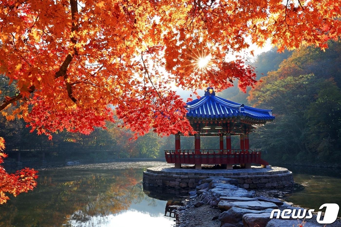 전국 최고의 단풍을 자랑하는 정읍 내장산 단풍이 이번 주말 절정에 이를 것으로 보인다. 내장산 우화정 주변에 단풍이 곱게 물들어 있다.(정읍시 제공)2023.11.2/뉴스1 