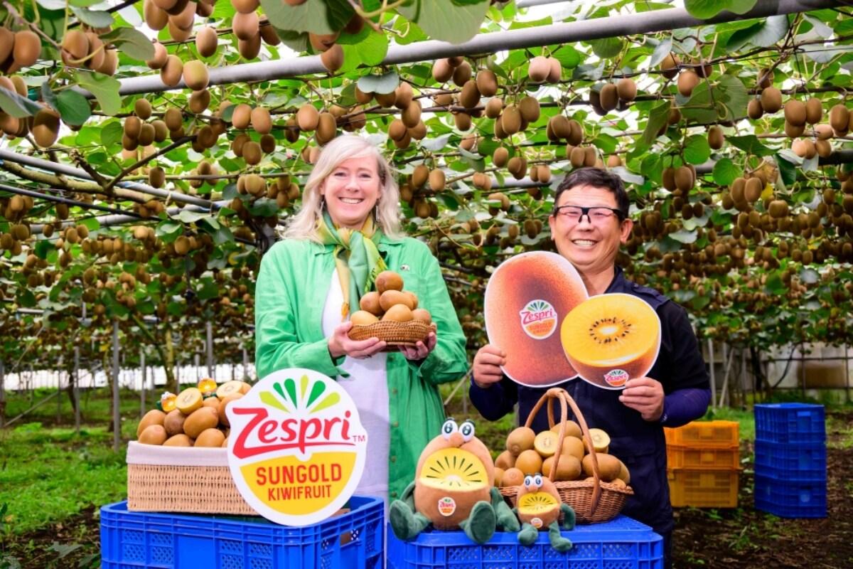 본문 이미지 -  제주시 구좌읍에 위치한 제스프리 제주 골드키위 농가에서 재배 농민이 던 베넷 주한 뉴질랜드 대사와 함께 올해 수확한 골드키위를 선보이고 있다.  사진제공 = 제스프리