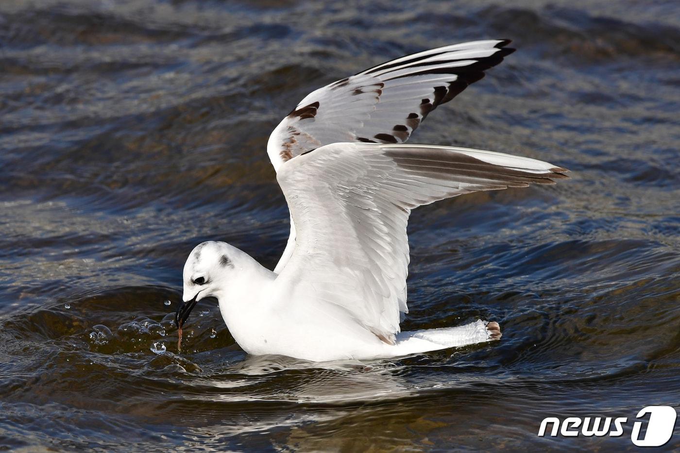 본문 이미지 - 멸종위기 야생생물 2급인 검은머리갈매기 ⓒ News1 최창호 기자