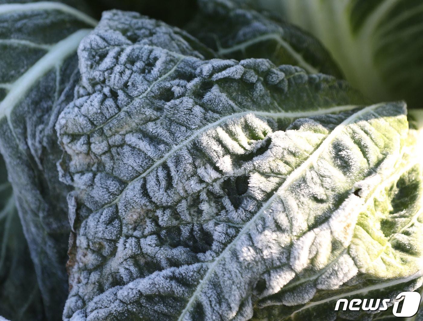 본문 이미지 - 배추밭에 서리가 내린 모습. (뉴스1 DB) ⓒ 뉴스1 김영운 기자