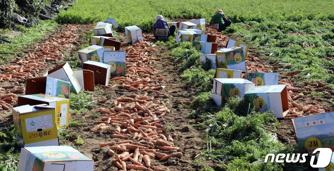 당근 주산지인 제주시 구좌읍 한 당근밭에서 농민들이 당근을 수확하고 있다./뉴스1