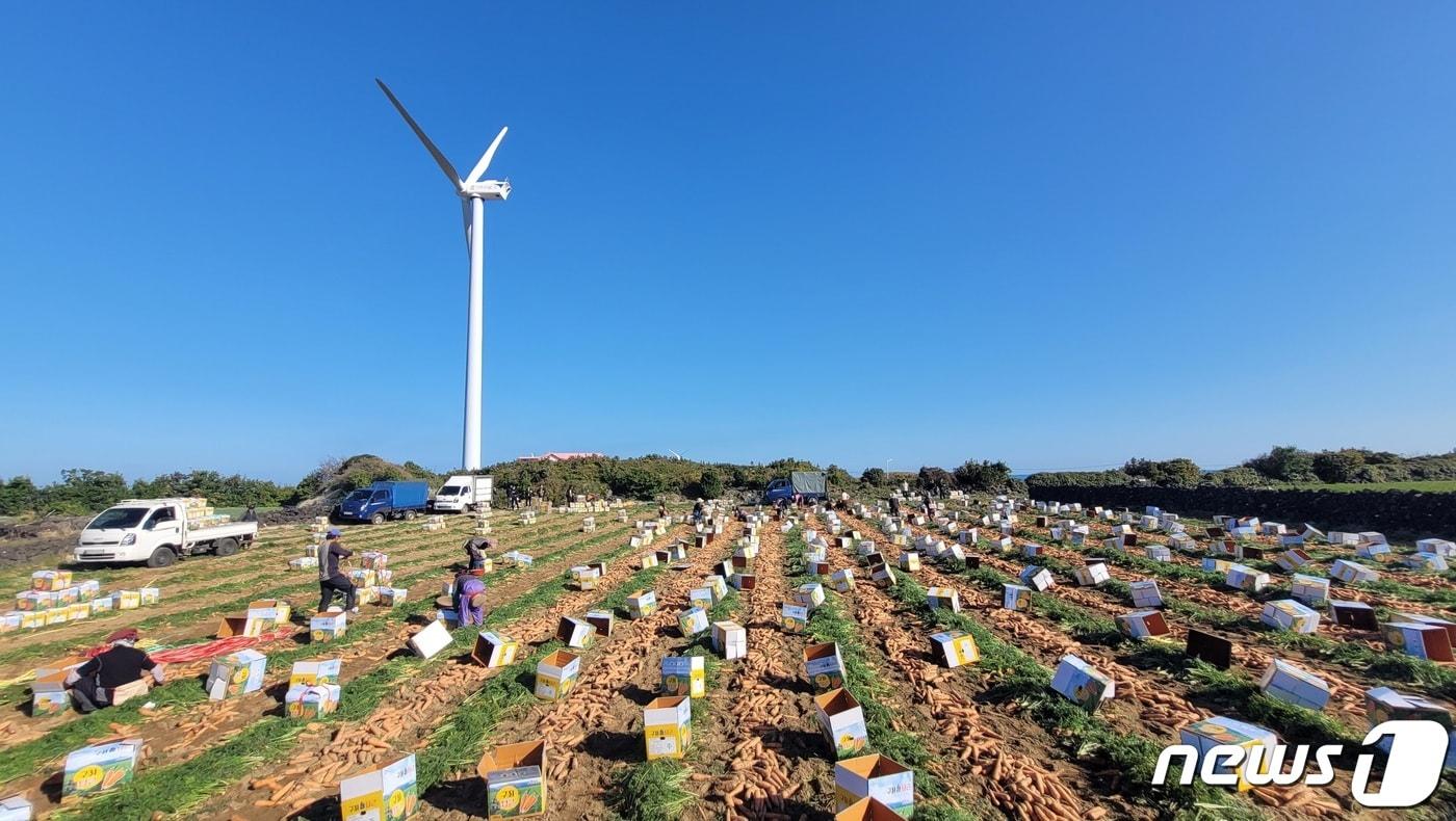 제주 당근밭 (자료 사진) ⓒ News1 고동명 기자