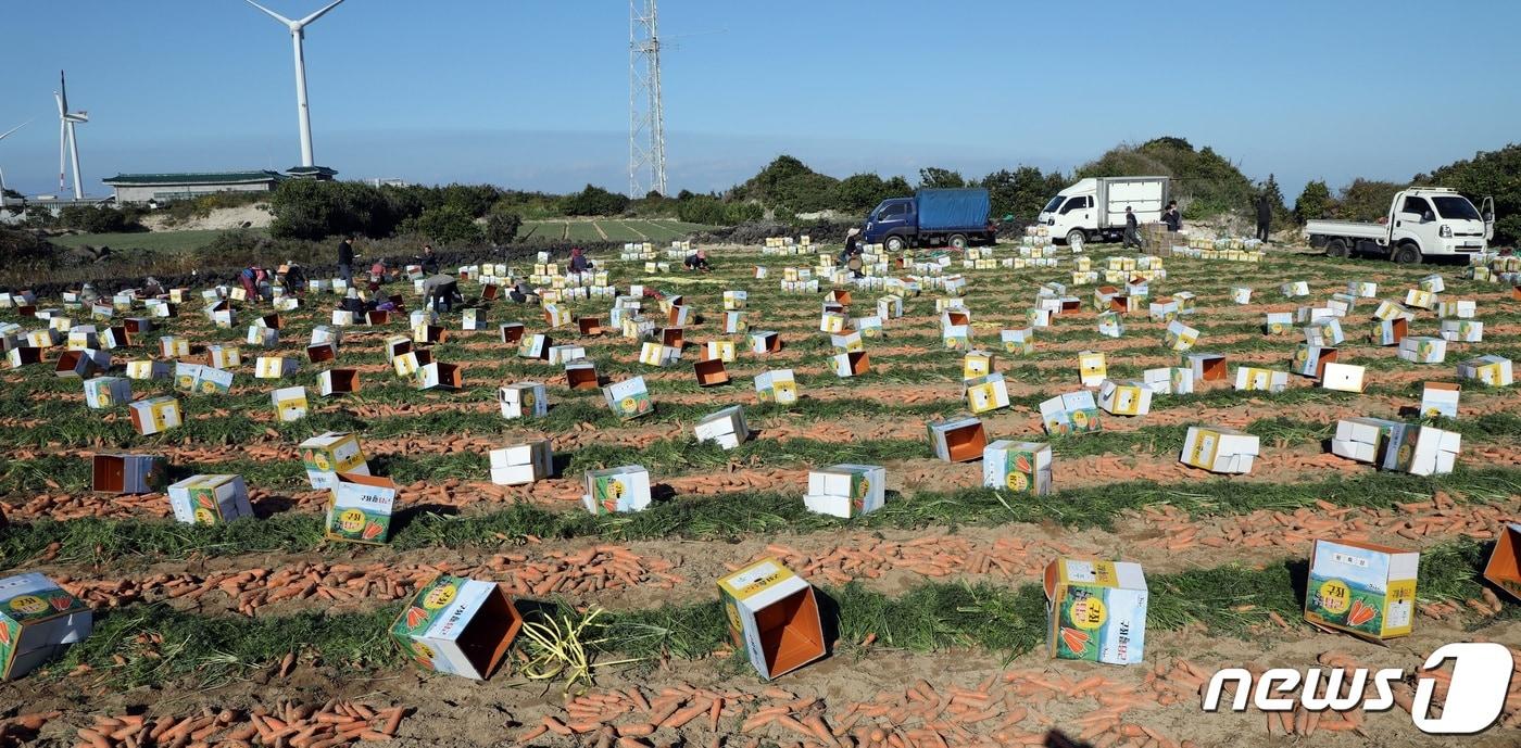 제주시 구좌읍 한 당근밭에서 농민들이 당근을 수확하고 있다.2023.11.21/뉴스1 ⓒ News1 고동명 기자