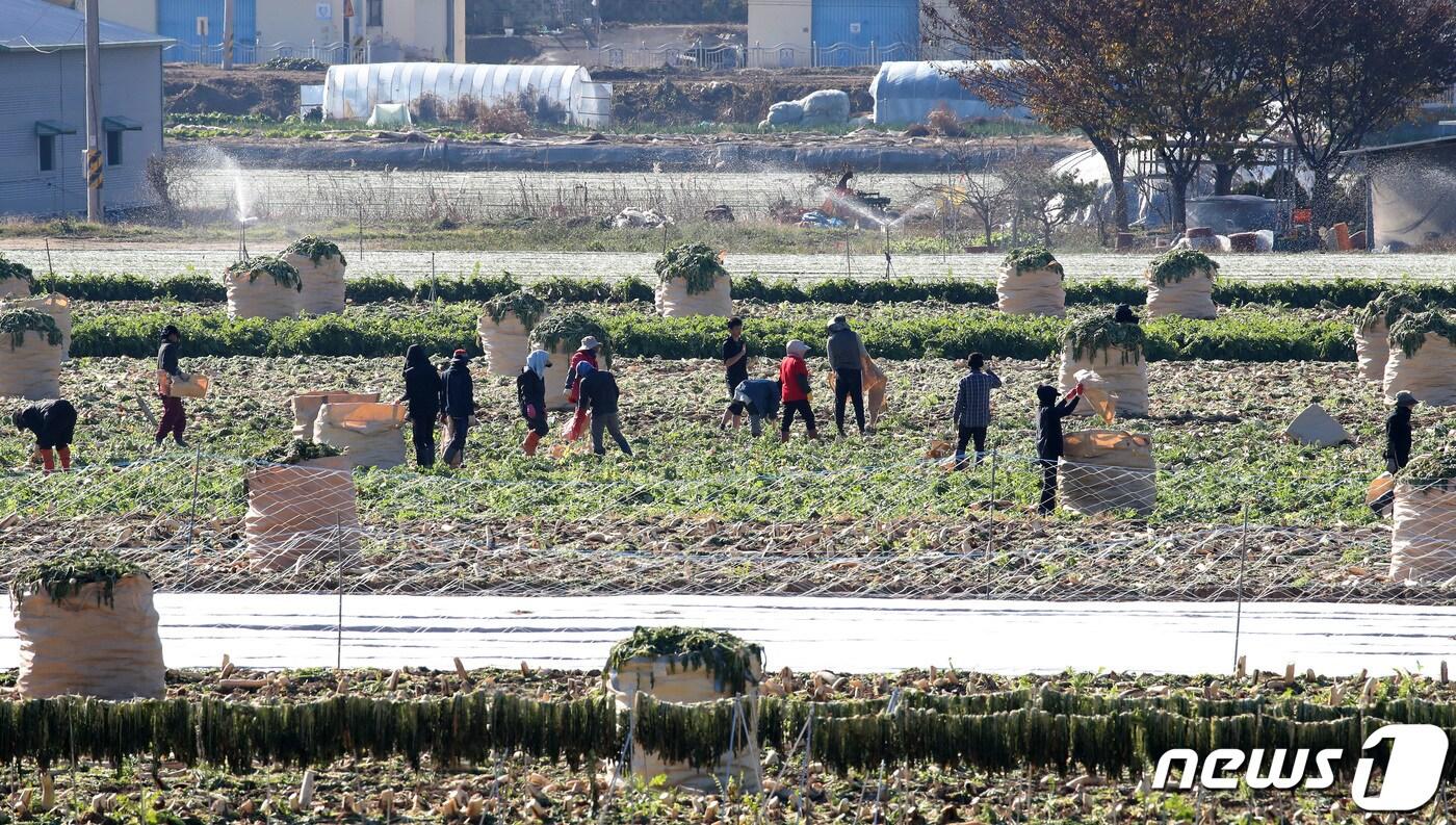 기사 이해를 돕기 위한 외국인근로자의 농업 활동 자료 사진으로, 기사 내용과 직접 관련 없음 ⓒ News1