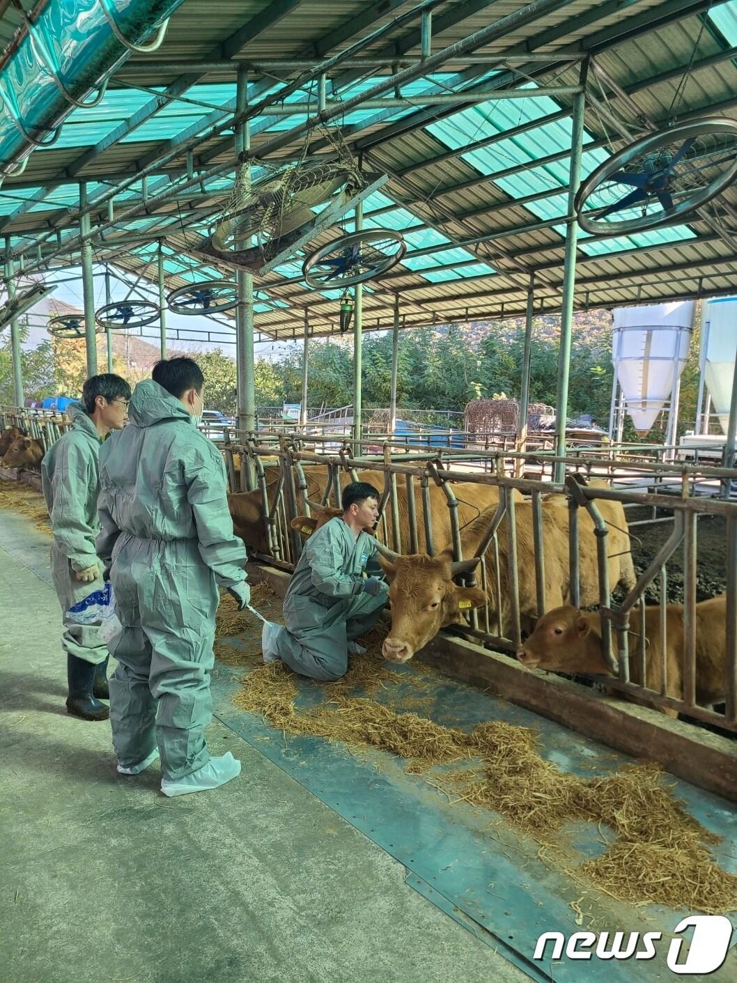 본문 이미지 - 소 럼피스킨병&#40;LSD&#41;이 전국적으로 확산되고 있는 가운데 경기도의 가축방역관이 적정인원의 41% 수준에 불과한 것으로 나타나 증원책 마련이 시급하다는 지적이다. 사진은 도내 한 사육농가에서 예방접종을 하고 있는 모습.&#40;경기도 제공&#41;/